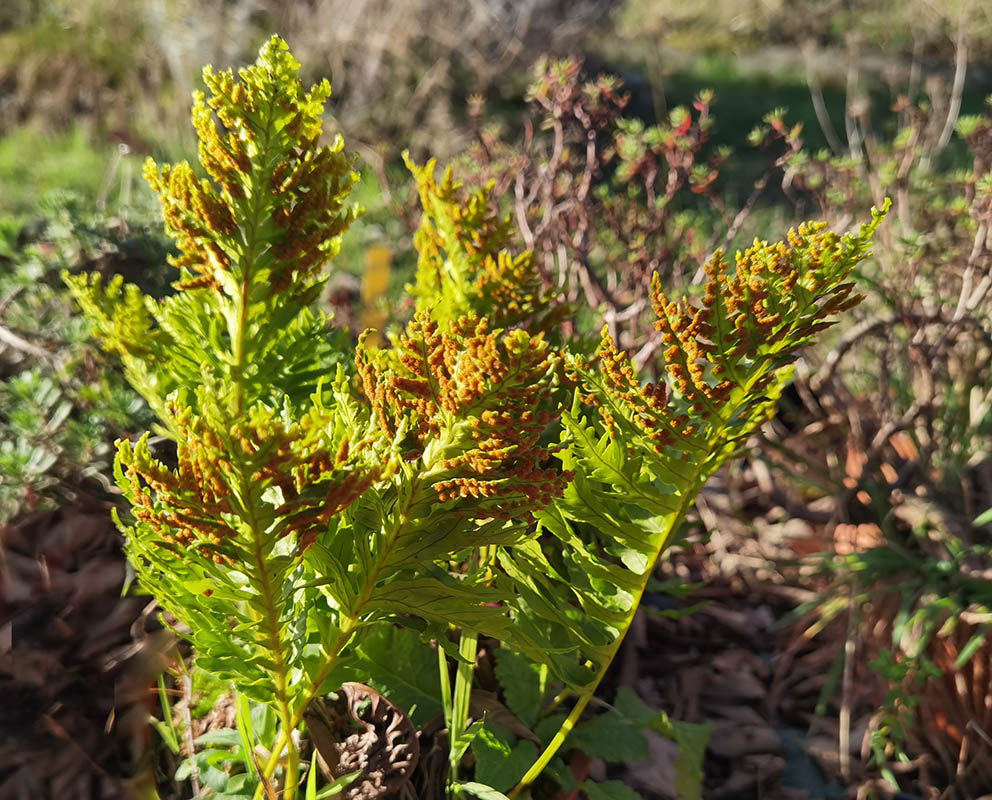 Polypodium cambricum 'Pulcherrimum Addison'